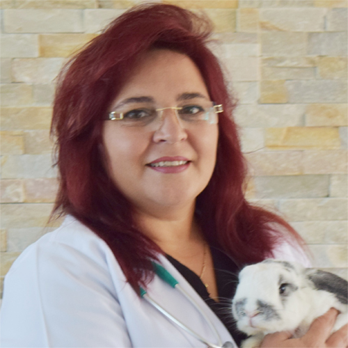 DVM Veterinarian